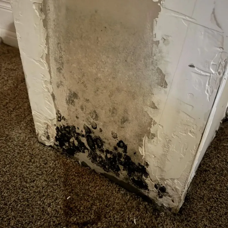 Professional Mold Removal in Evans, GA